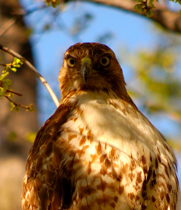 Hawk Close-up