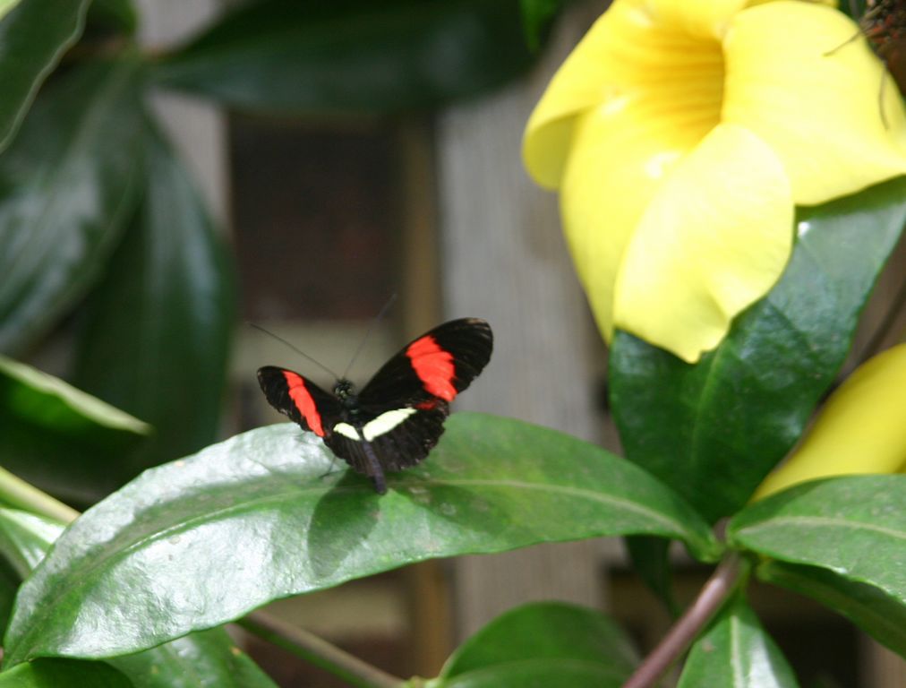 Heliconius melpomene