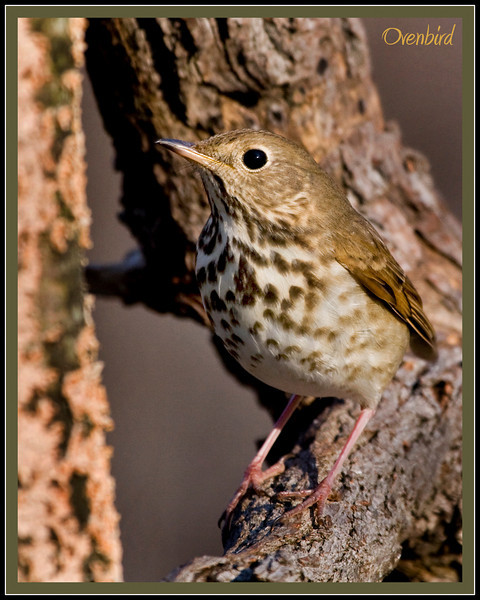 Hermit Thrush