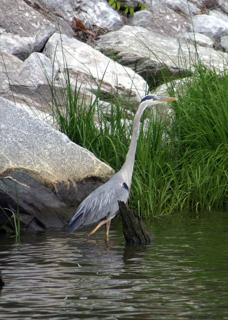 heron 2