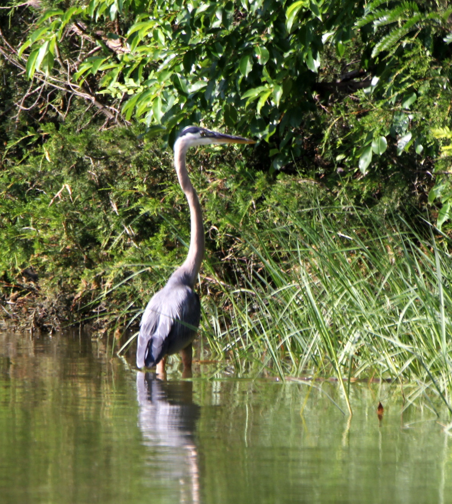 Heron 2