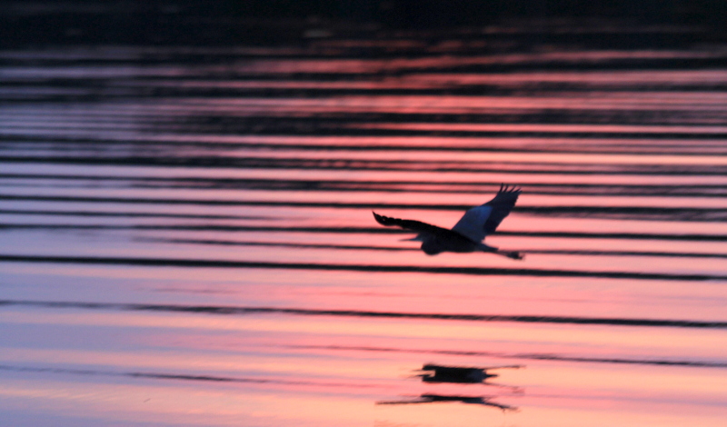 Heron at Sunset