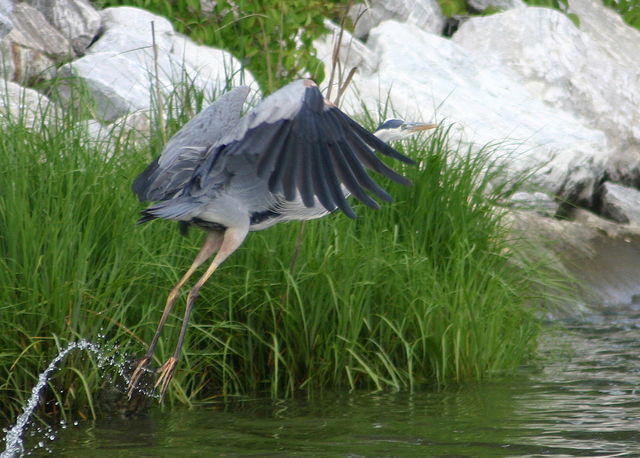 heron