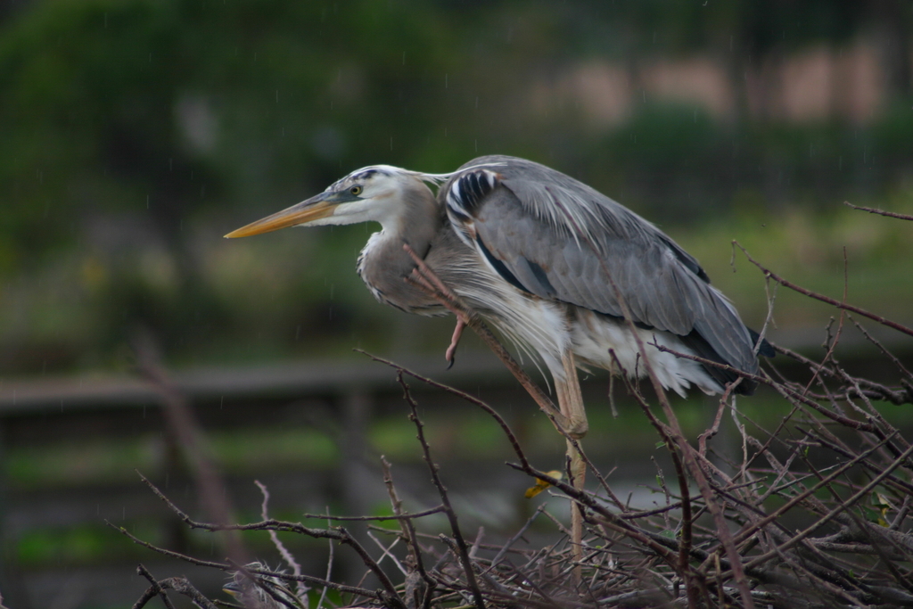 Heron