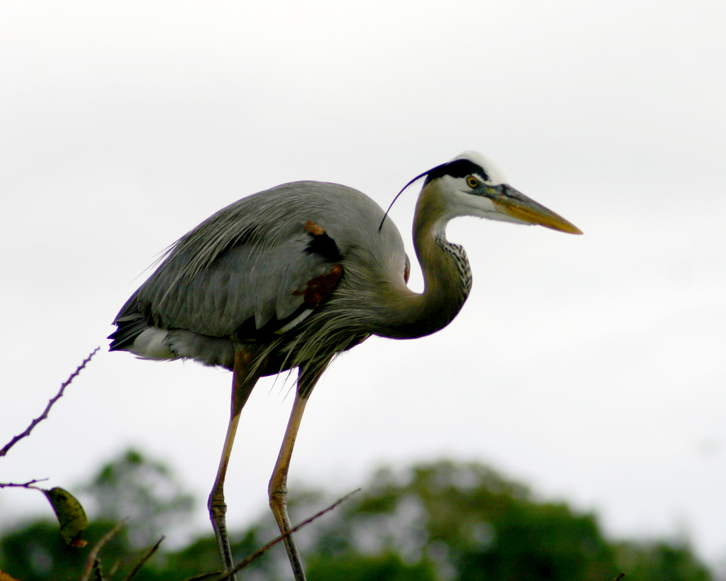 Heron