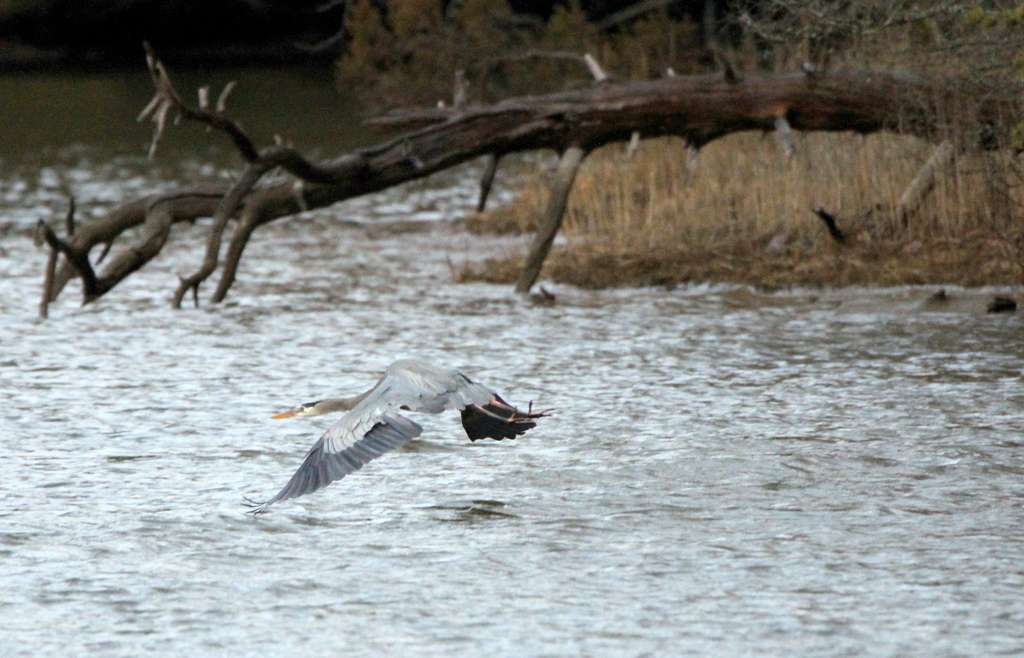 Heron