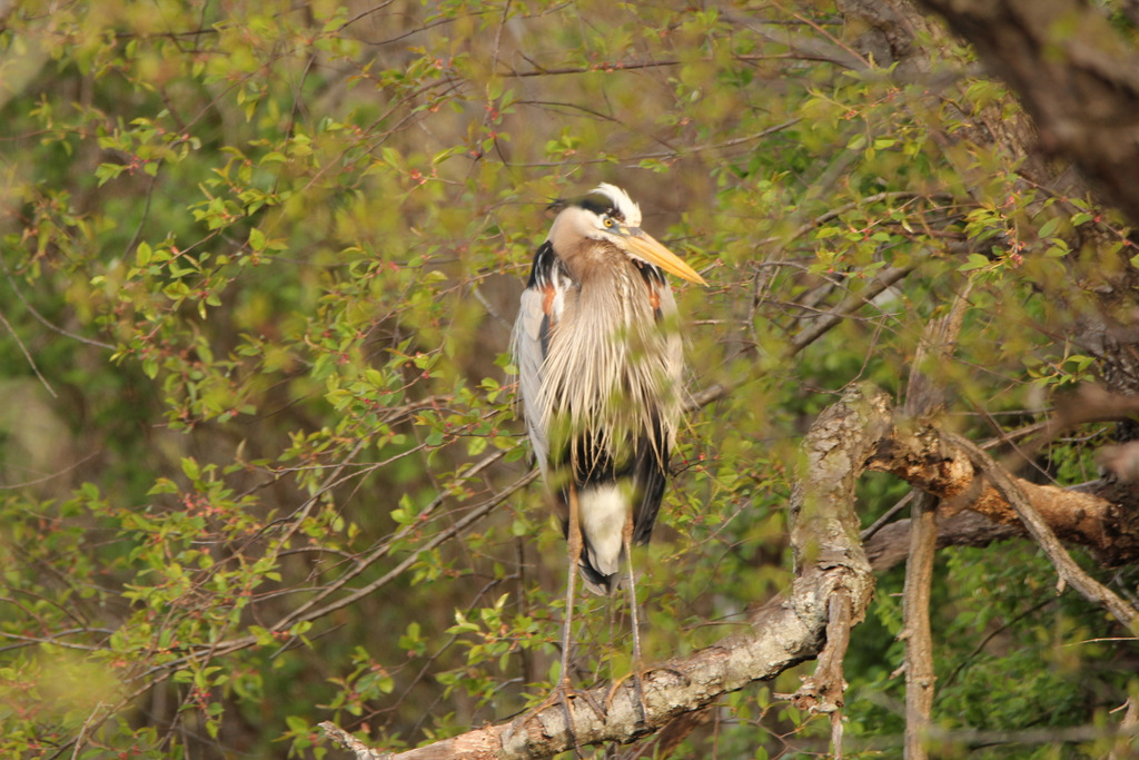 Heron