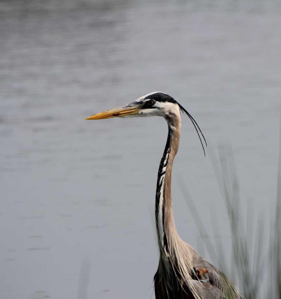 Heron