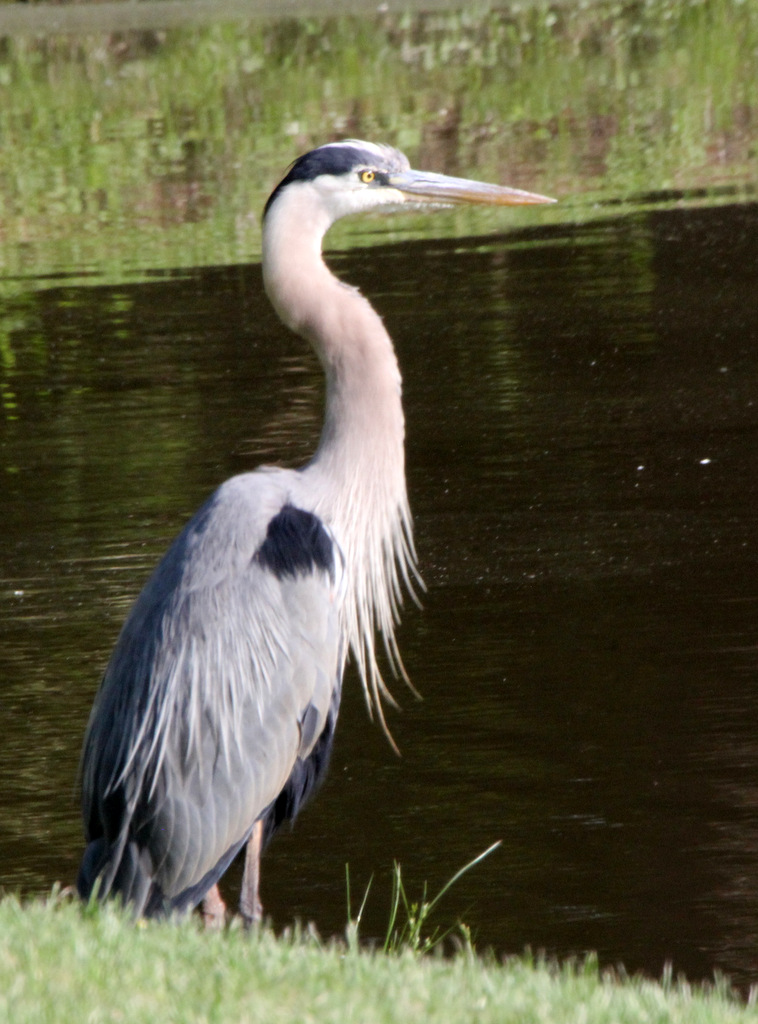 Heron