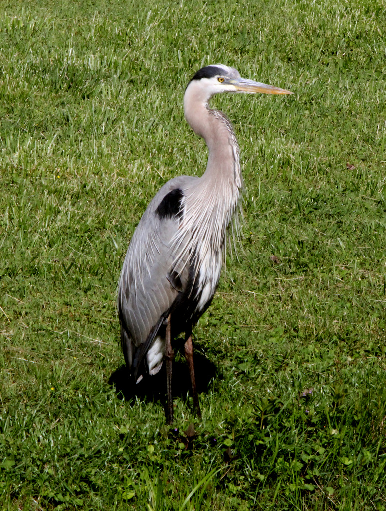 Heron