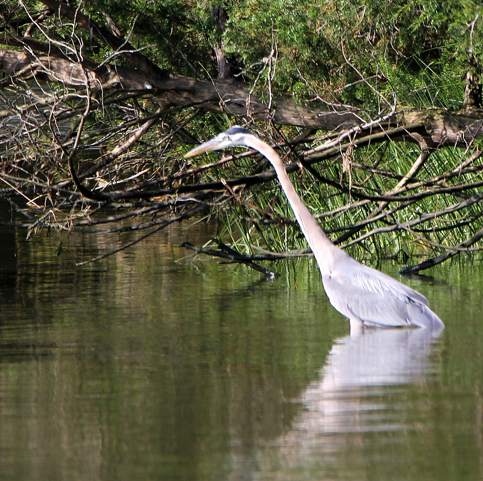 Heron