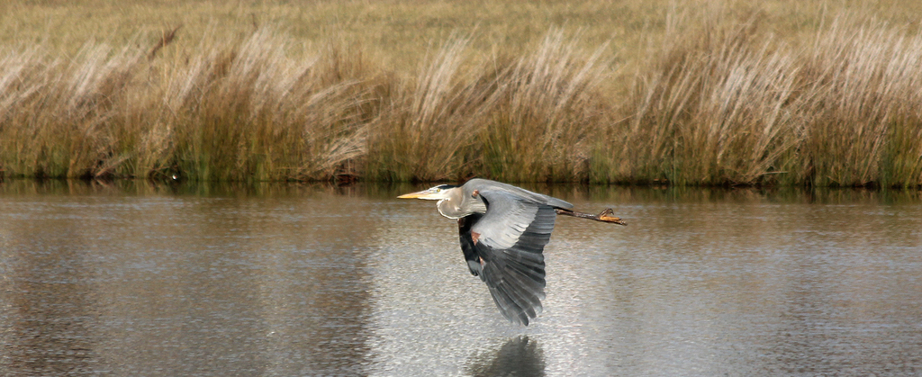 Heron2