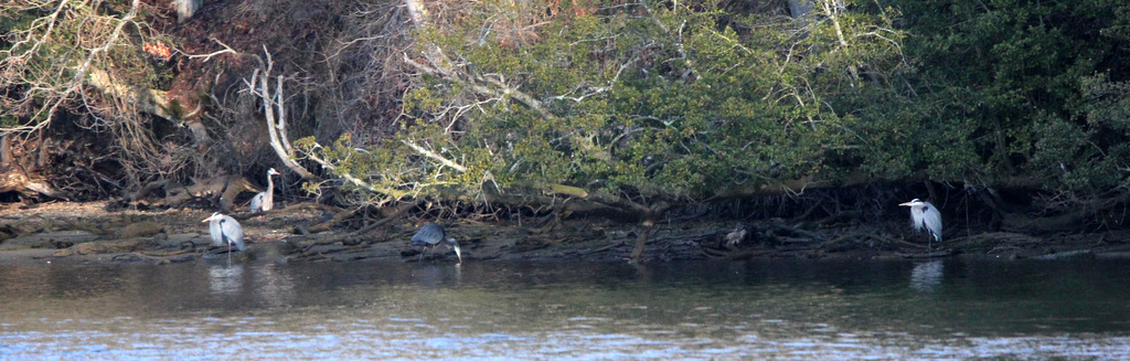 Herons