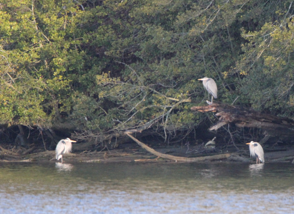 Herons