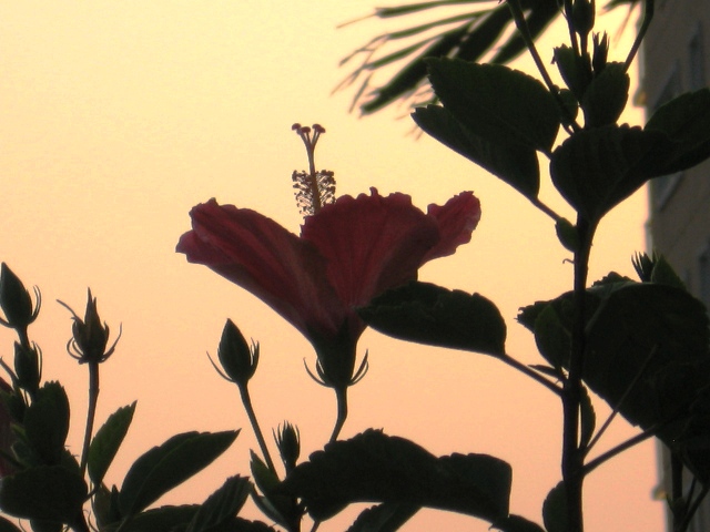 Hibiscus at Sunset