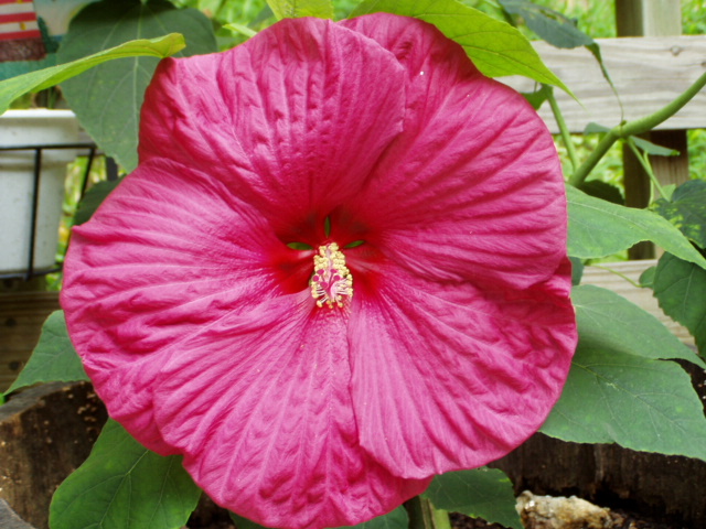 Hibiscus flower