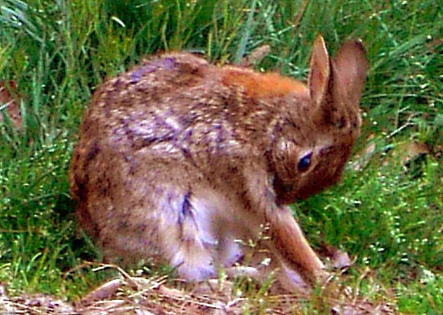 HOPPY  ---  Taking time out to groom.