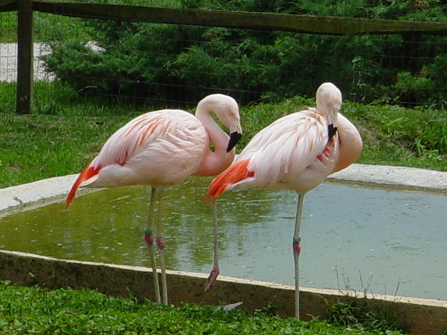 hot in Pink