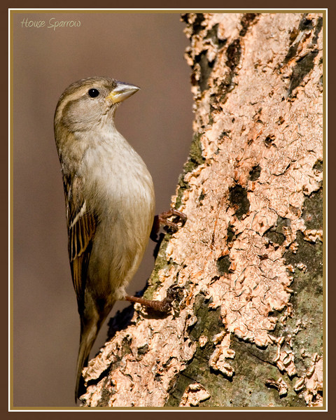 House Sparrow