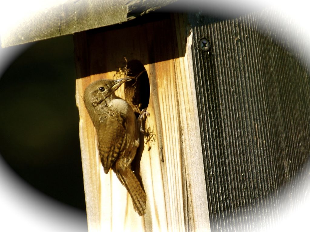 House Wren - Nestbuilding