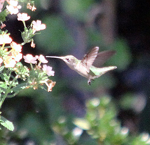 Hummingbird