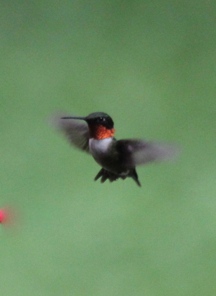 Hummingbird