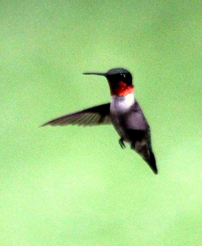 Hummingbird