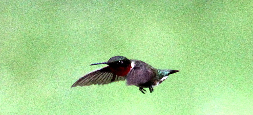 Hummingbird