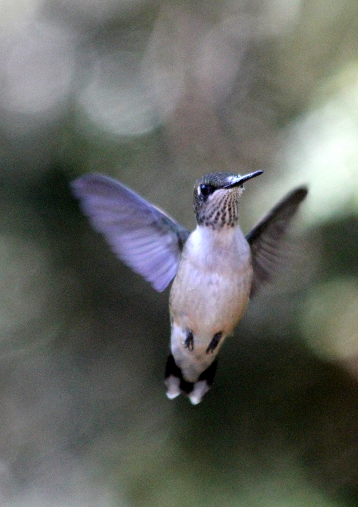 Hummingbird