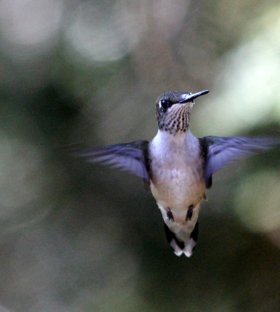 Hummingbird