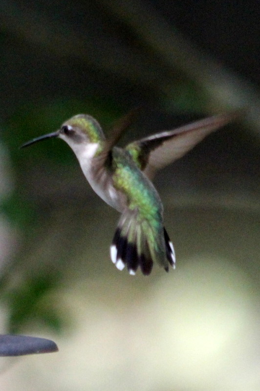 Hummingbirds