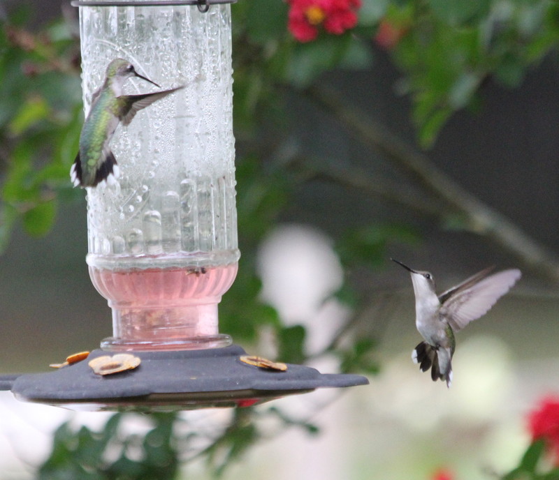 Hummingbirds