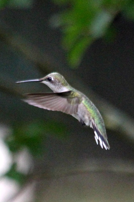 Hummingbirds