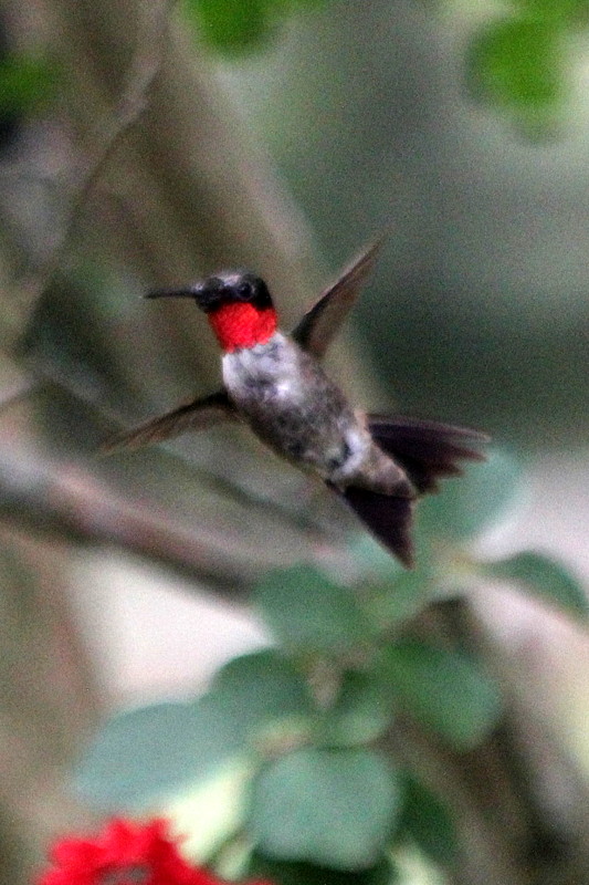 Hummingbirds