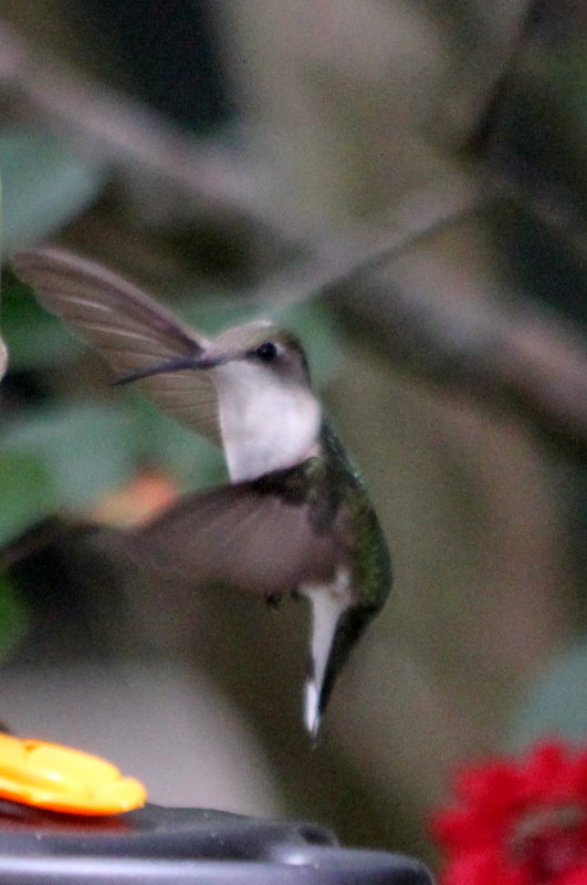 Hummingbirds