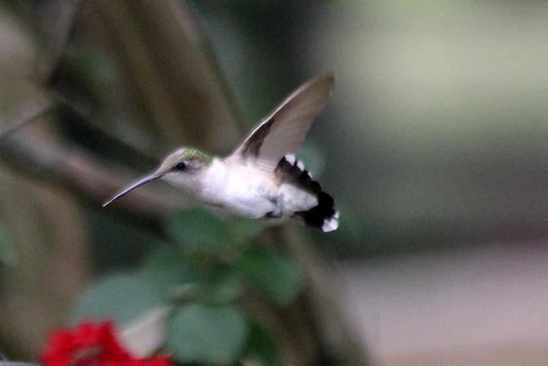 Hummingbirds