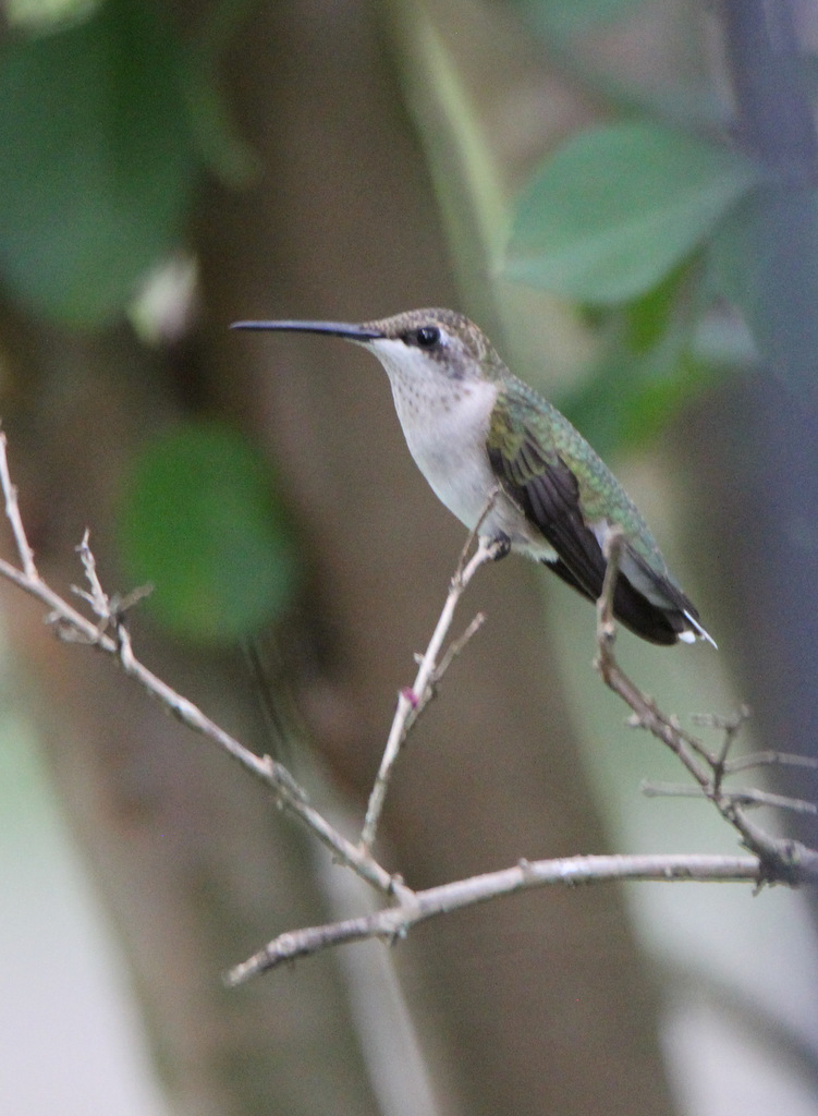 Hummingbirds