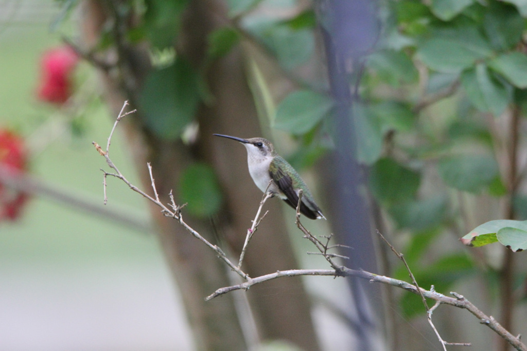 Hummingbirds