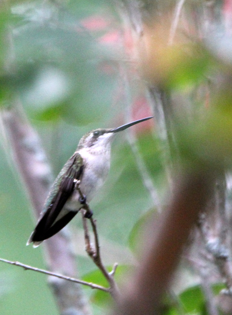 Hummingbirds