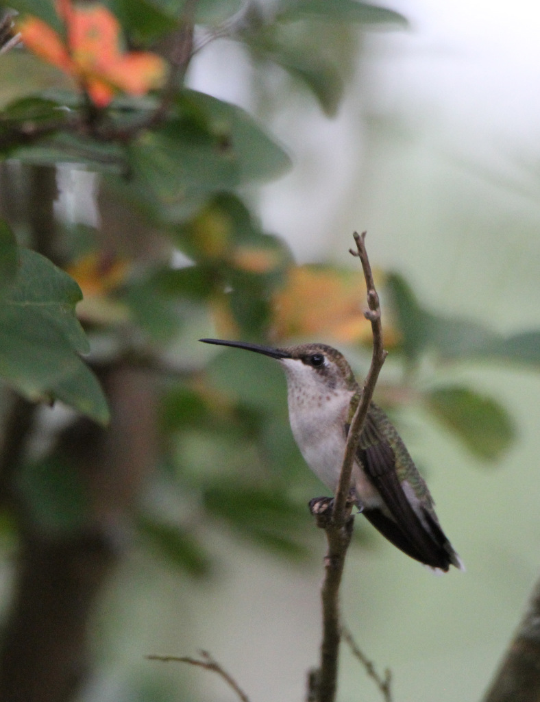 Hummingbirds