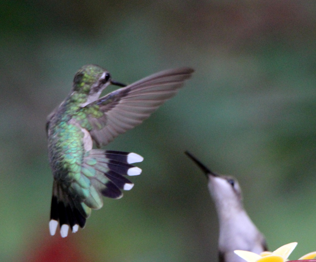 Hummingbirds