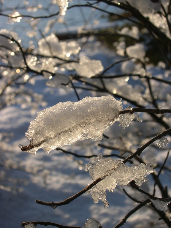 Icy Branches