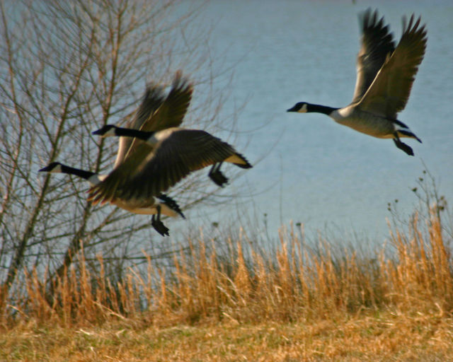 In Flight