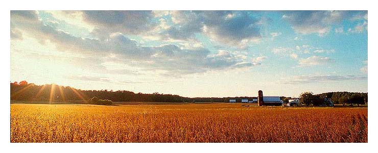 Indian Bridge Road Farm