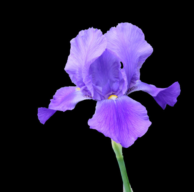 Iris 3