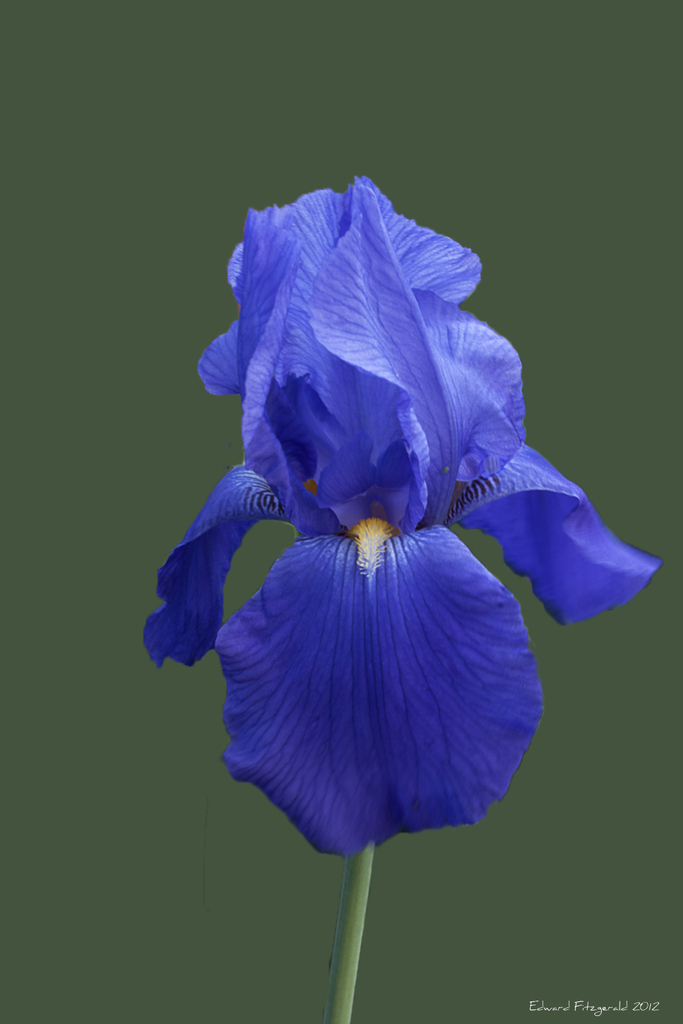 Iris