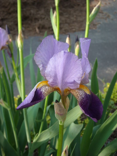 Iris_001