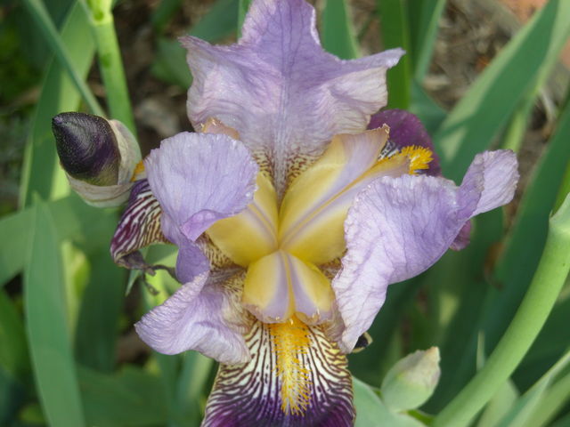 Iris_003