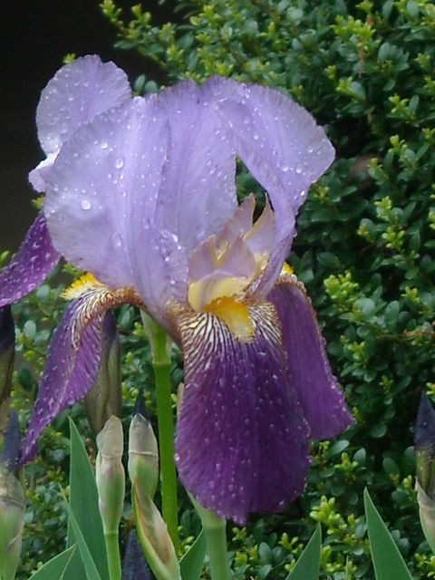 Iris_018