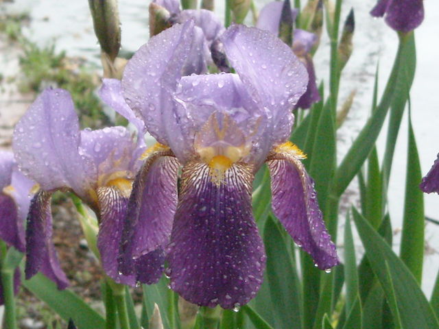 Iris_0351